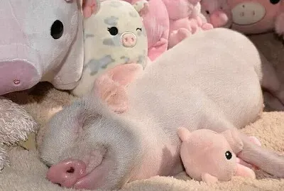 ❤️ jigsaw puzzle