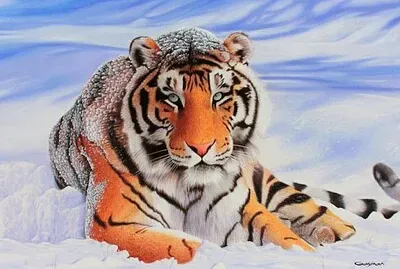 Tigre jigsaw puzzle
