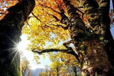 Árboles jigsaw puzzle