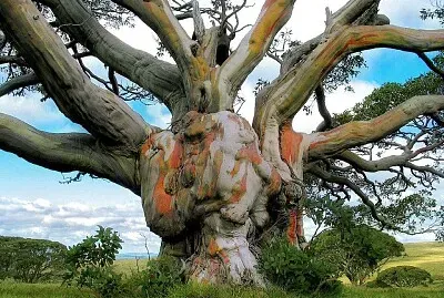 imagem jigsaw puzzle