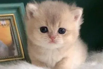 Imm
