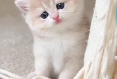 Imm