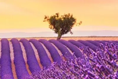 Lavanda