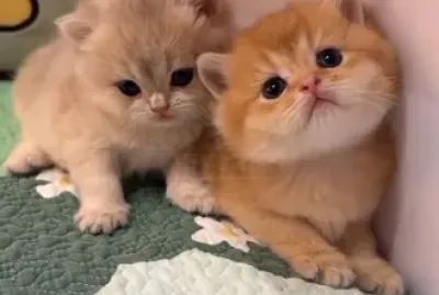 Imm