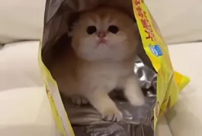 Imm