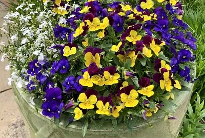 Pot of spring Flowers 2