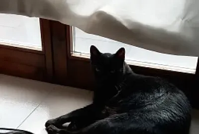 Orfeo