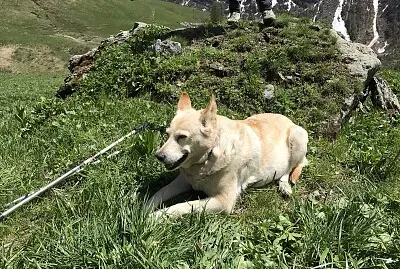 Cane