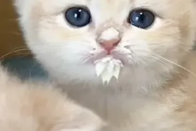 Imm