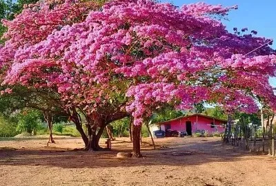 פאזל של imagem