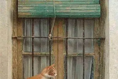 gato