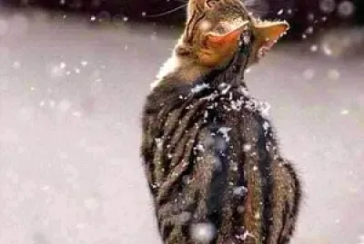 gato