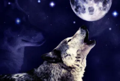 Wolf