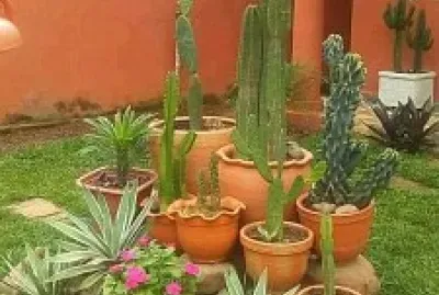 jardín