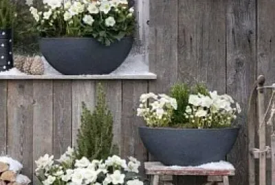 flores