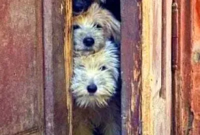 perro