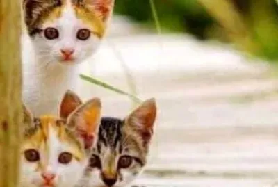 gato