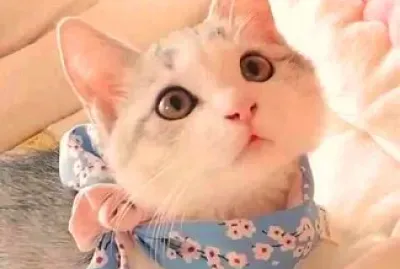 gato