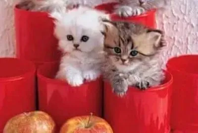 gato