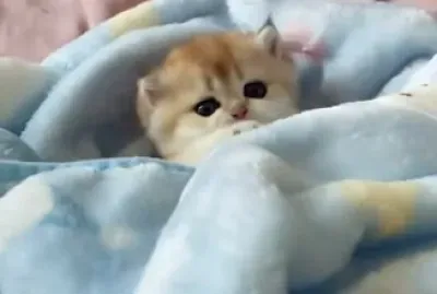 Imm