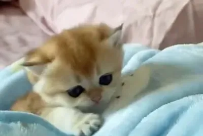 Imm