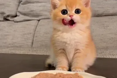 Imm