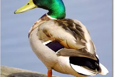 Landschaften jigsaw puzzle