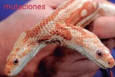 Sss