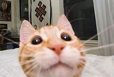 gatooo