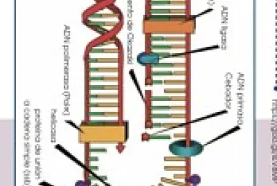 Biolgia jigsaw puzzle