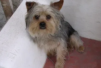 Pupi