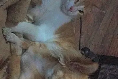 El Meme y el Peluche