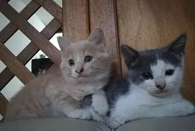 Romeo and Golden