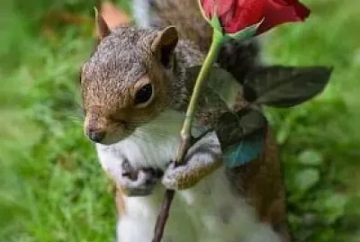 L 'ecureuil et la rose