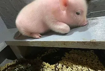 Imm
