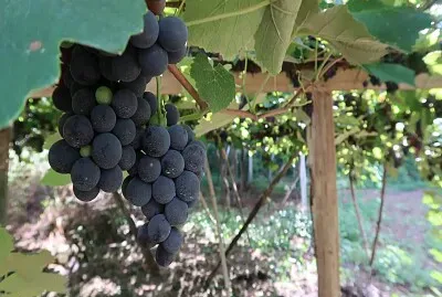 UVA