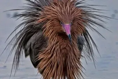 Peinado jigsaw puzzle