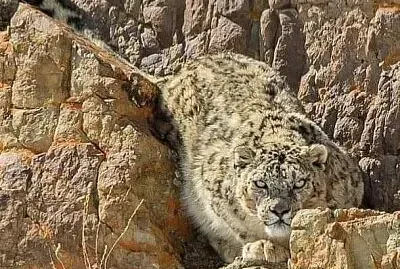 Leopardo