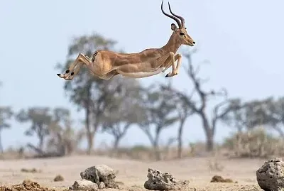 Salto