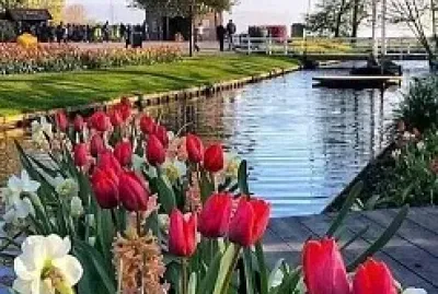 Tulipanes jigsaw puzzle