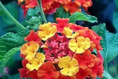 Lantana