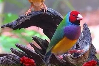 Pareja jigsaw puzzle