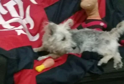 Animais de estimacao