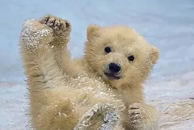 animales