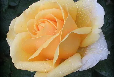 Rose et rosée