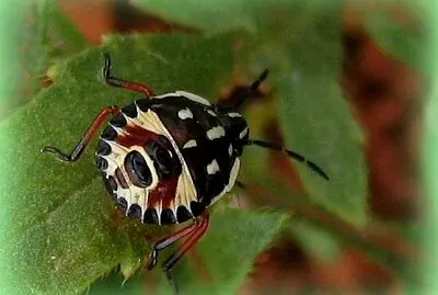 insecte