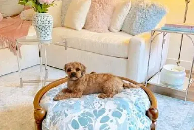 perro