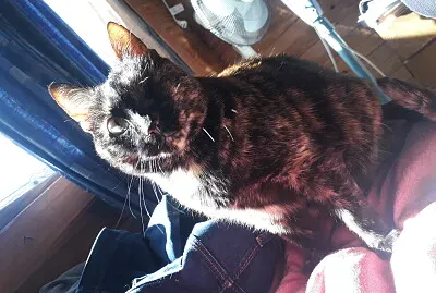 פאזל של Gatita linda