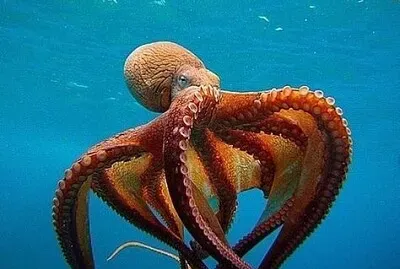 pulpo