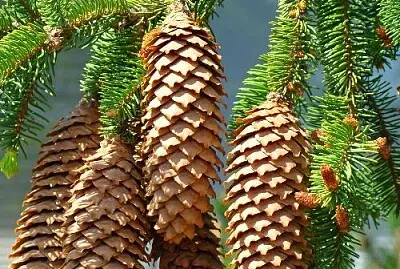cone jigsaw puzzle